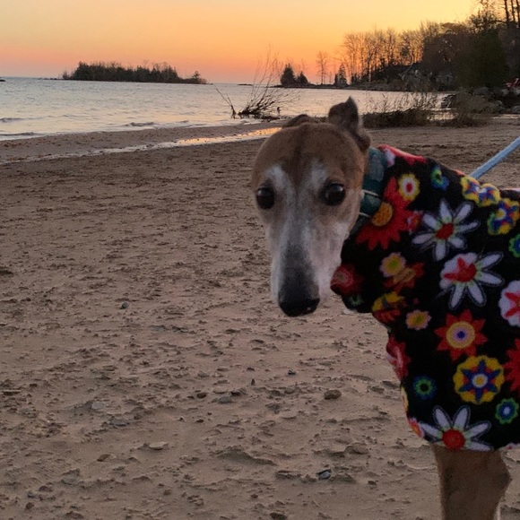 Meet your Posher, Barb - Picture 1 of 1